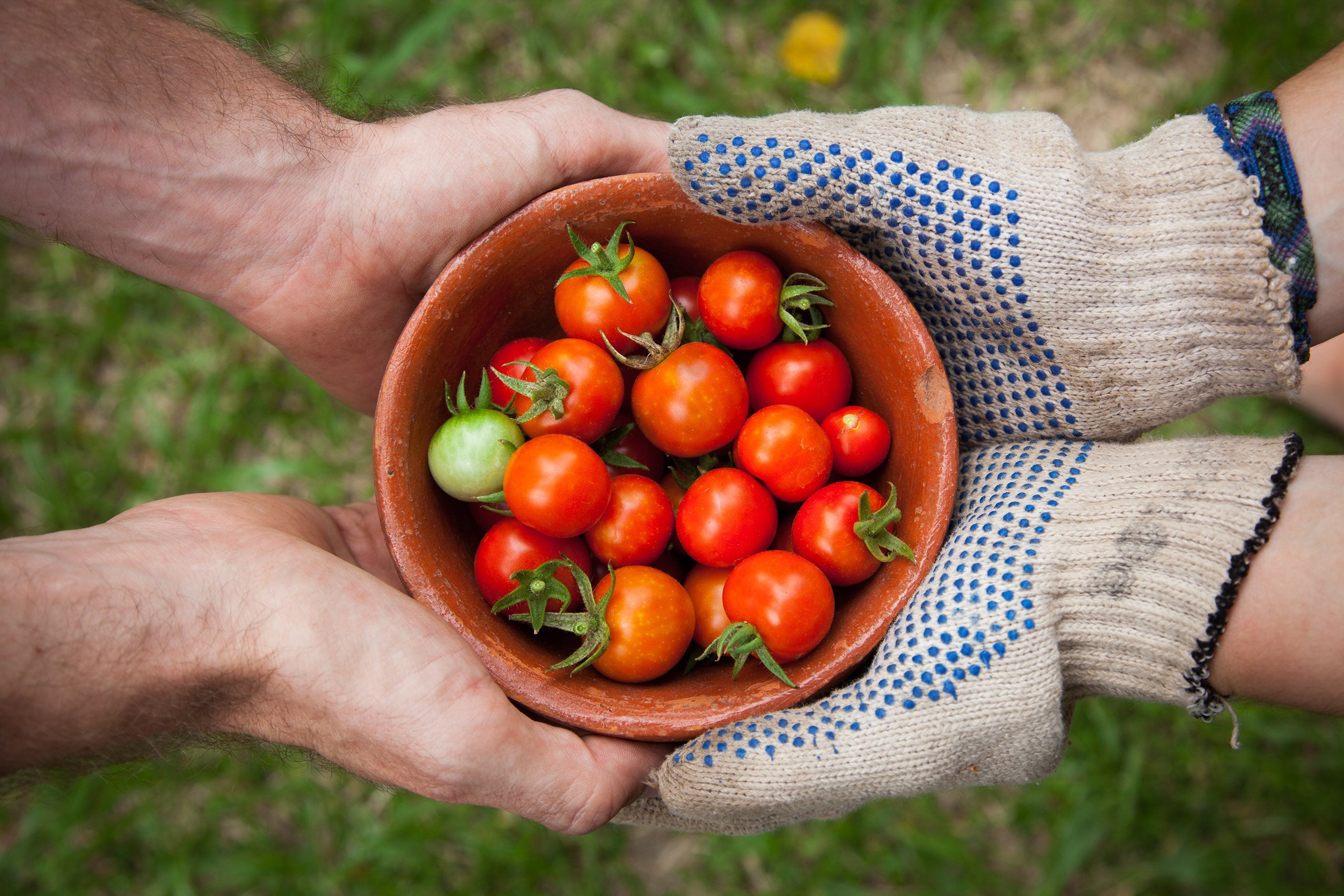 Healthy, Sustainable, Local Food